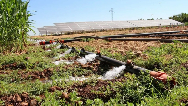 Çiftçiye Bereketli Ödeme: Destekler Yatırılıyor