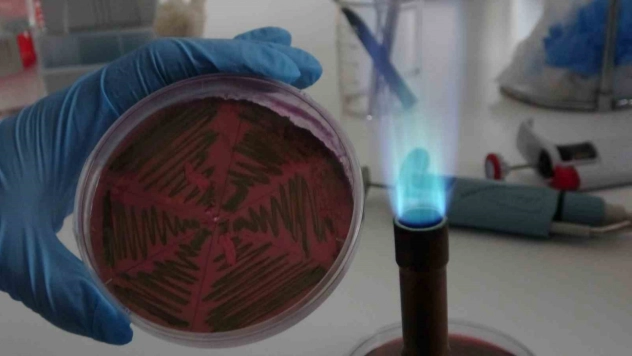 Bilim İnsanları Uyardı: 'Çiğ Süt, Hastalık Yapıcı Genleri Taşıyabilir'