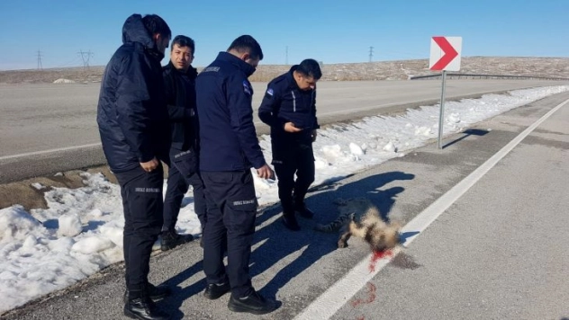 Çizgili sırtlan kazada telef oldu