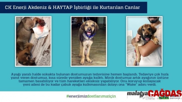 Akdeniz Elektrik ve HAYTAP işbirliği sokak hayvanlarına can oldu