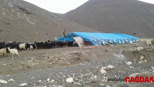 Çoban mera tepkisini çektiği videoyla dile getirdi