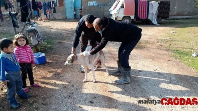Çobanbey'de kedi ve köpeklere kuduz aşısı yapılıyor