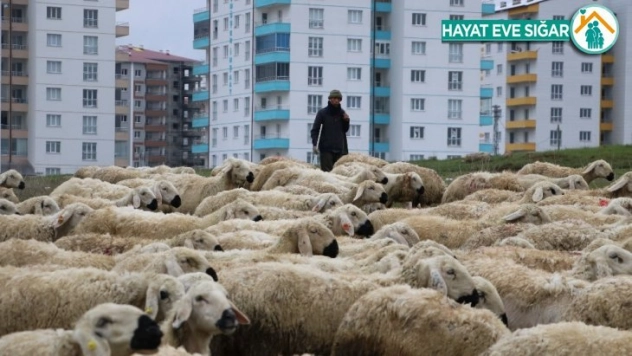 Çobanlar 1 Mayıs'ta da çalışmaya devam etti