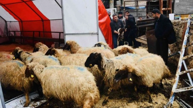 Çolak Ailesine koyun desteği