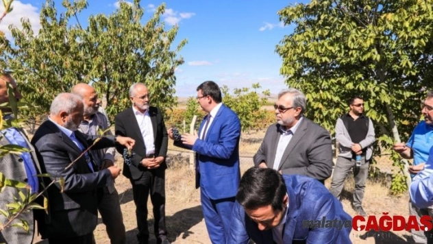 Cumhurbaşkanı Başdanışmanı Topçu 'Kalecik Karası' bağ bozumuna katıldı