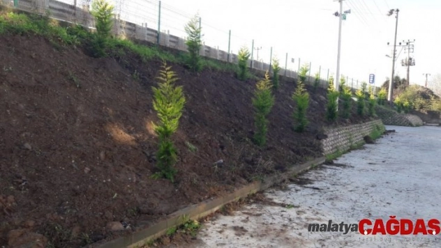 D-130 Karayolu yeşillendirildi