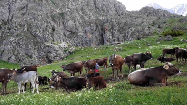 Dağ keçileriyle inek sürüsü bir arada