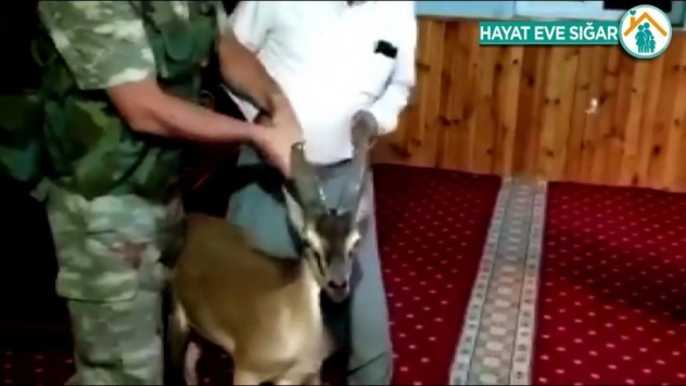 Dağ keçisi camiye girdi