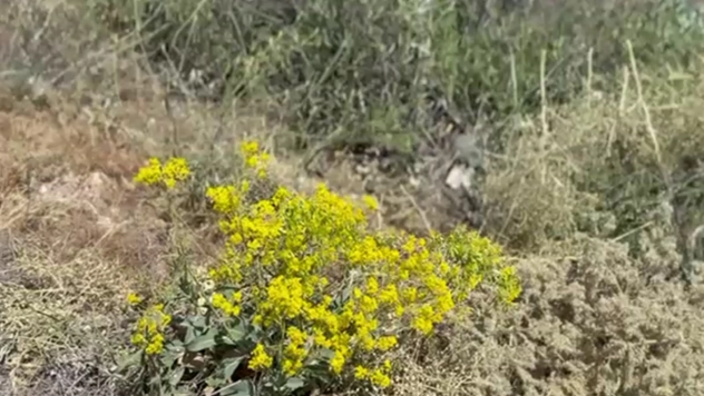 Dağları gezerek kantaron topluyor