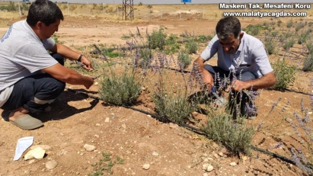 Daha önce terörle anılan topraklarda artık lavanta kokusu yükseliyor