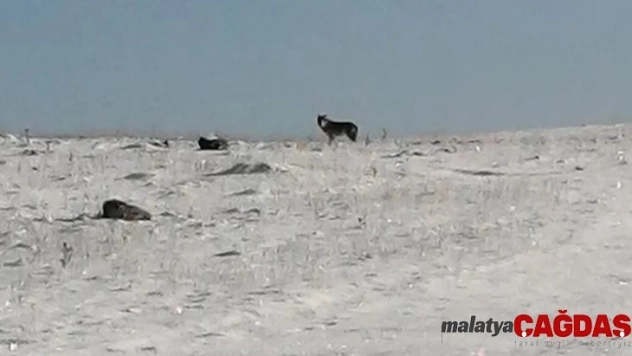 Damal'da kurt görüntülendi