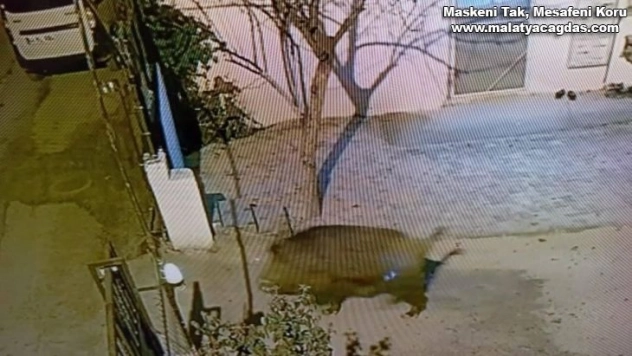 Darende'de domuzlar şehre indi