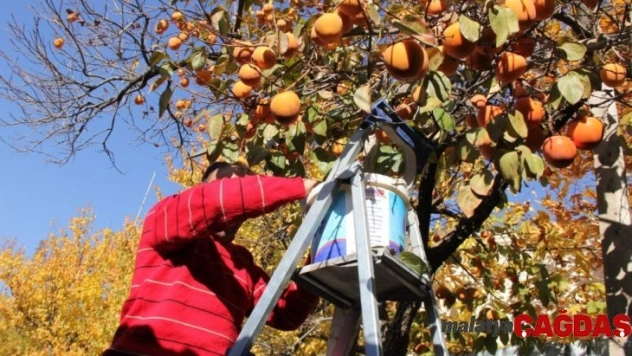 Darende'de kayısıya alternatif tarım ürünü: hurma