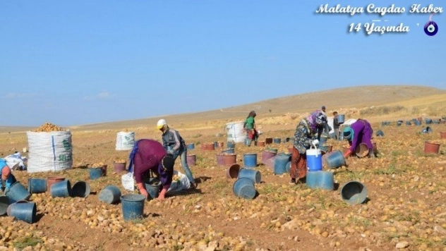 Darende, patates üretim üssü oluyor