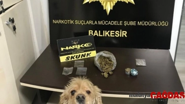 Dedektör köpek Baht'dan, tam isabet
