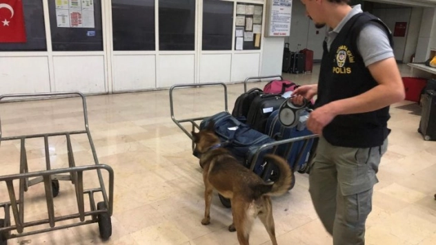 Dedektör köpekler AŞTİ'yi didik didik etti