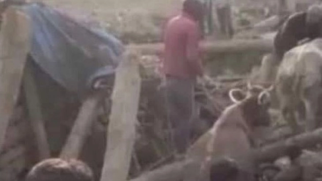 Depremde çöken ahırdaki hayvanları kurtarmak için seferber oldular