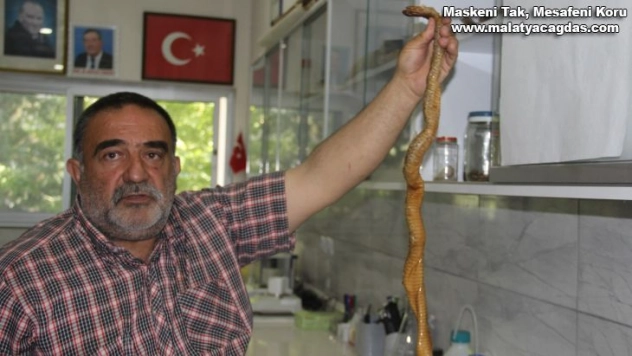 Depremler yılanların da yaşam alanlarını bozdu, ekolojik dengesizlik popülasyonu arttırdı