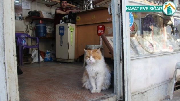 Depresyona giren kedi 9 kiloya ulaştı, gündüzleri de 8 saat uyumaya başladı