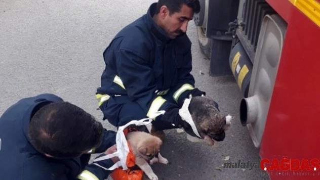 Dereden kurtarılan yavru köpekler araç egzozuyla ısıtıldı