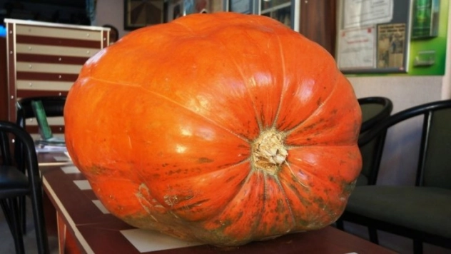 Dev bal kabakları Sarıgöl'de de yetiştirilecek