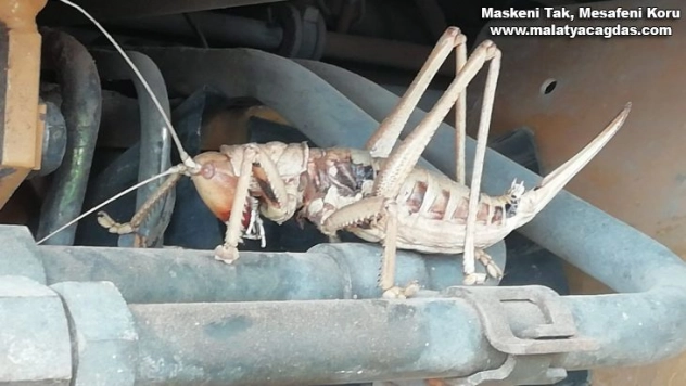 Dev çekirge görenleri şaşırttı