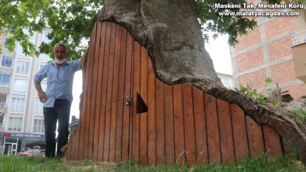 Dev çınar ahşap kapı ile korunuyor