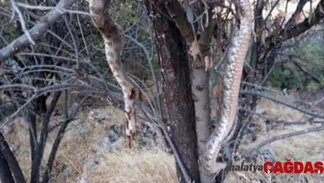 Dev yılanı öldürüp ağaca astılar