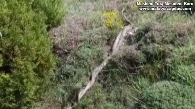 Dev yılanların dansı ürküttü