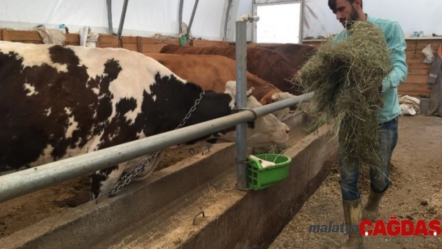 Devlet desteğiyle hayvanları oldu, süt besiciliği yapıyor