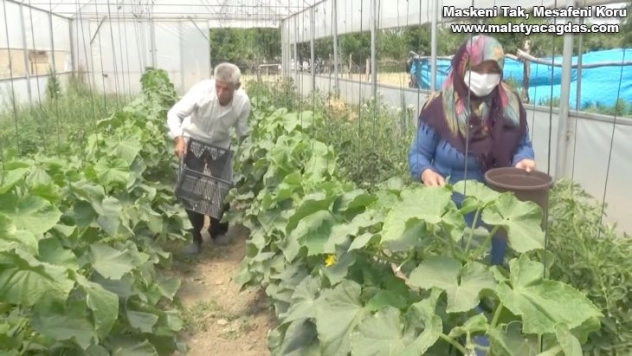 Devlet desteğiyle kurulan seralarda sebze üretimi