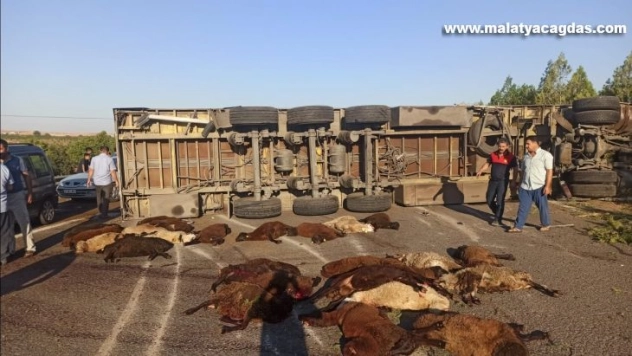 Devrilen tırdaki 42 küçükbaş hayvan telef oldu