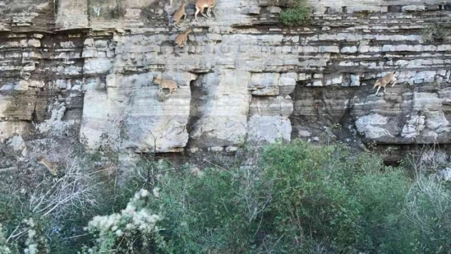 Dik kayalıklara tırmanan yaban keçileri görenleri şaşkına çevirdi