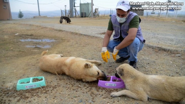 Diyarbakır Büyükşehir Belediyesi, ilçelerdeki 'can dostları' unutmadı