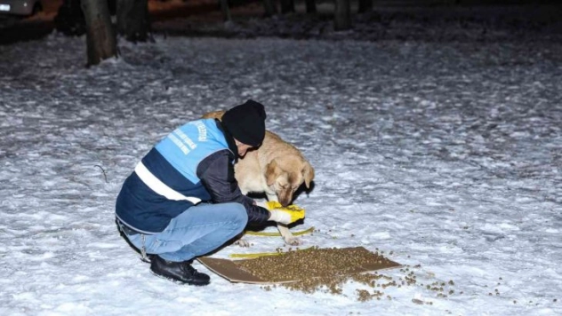 Diyarbakır'da 'Can Dostlara' 1 ton 700 kilogram mama bırakıldı