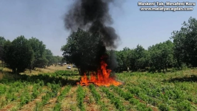 Diyarbakır'da 7 milyon 233 bin kök kenevir ele geçirildi