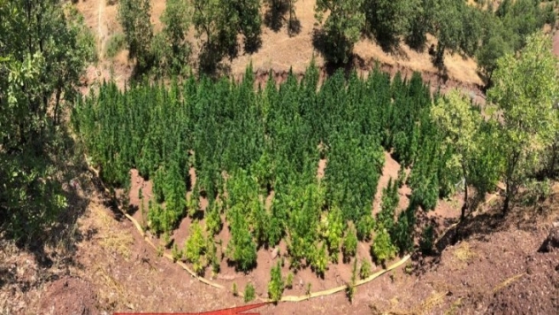 Diyarbakır da 723 bin 860 kök kenevir bitkisi ele geçirildi