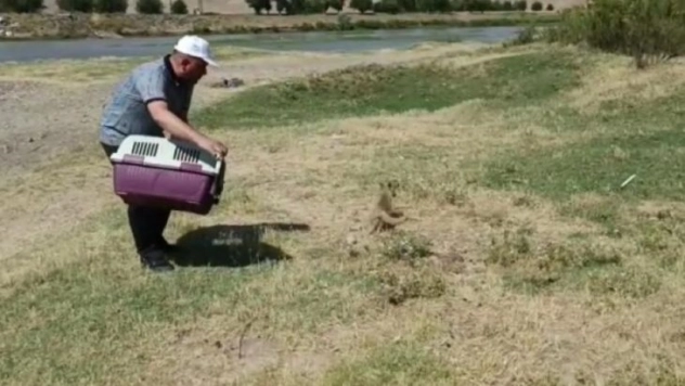 Diyarbakır'da tedavi edilen yavru tilki doğaya bırakıldı