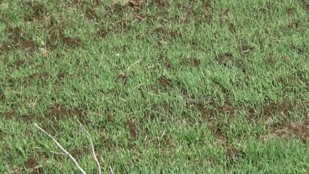 Diyarbakır'da yağışlar yüzde 42 arttı, kuraklık endişesi olan çiftçiye umut oldu