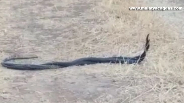 Diyarbakır'da yılanların çiftleşme dansı böyle görüntülendi