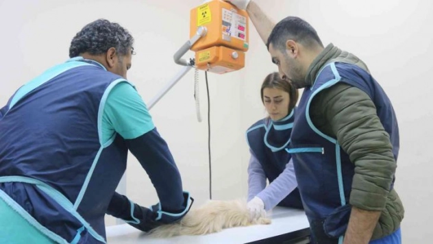 Diyarbakır'daki hayvan hastanesi, bölgede yabani ve evcil hayvanlara sağlık üssü oldu