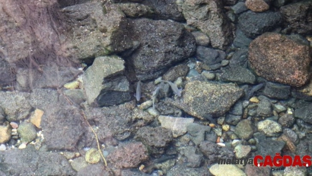 Diyarbakır'ın tarihi Anzele suyu 'Balıklıgöl'e döndü
