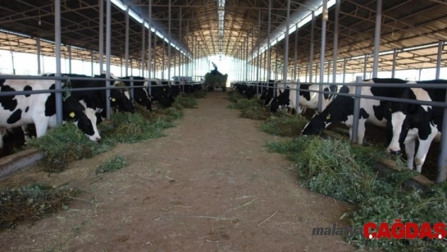 Diyarbakır Kurban Bayramı'na hazır