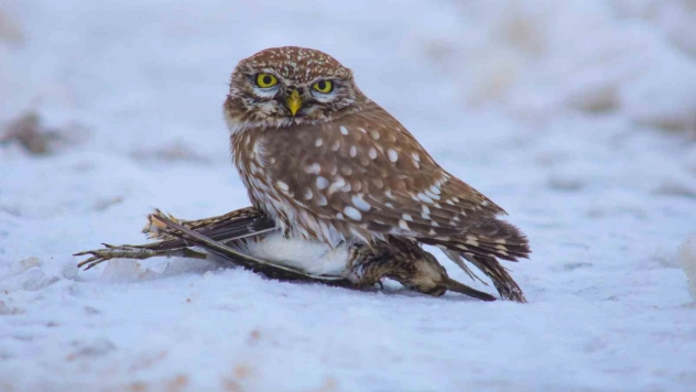 Doğada hayatta kalma mücadelesi