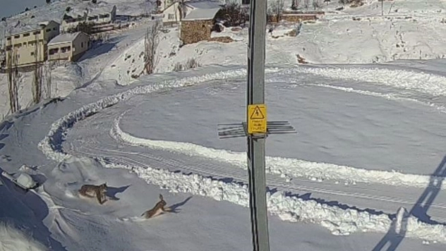 Doğanın kanunu gözler önüne serildi, vaşağın tavşan avı anbean kaydedildi