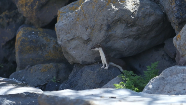 Doğanın Sessiz Sakinleri: Kars'ta Gelincik Sürprizi