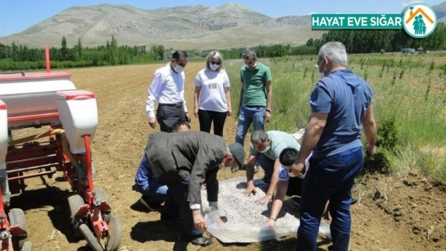 Kuru Fasulye yaygınlaştırılıyor
