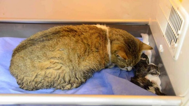 Doğum yapmakta zorlanan kediye sezaryen yapıldı