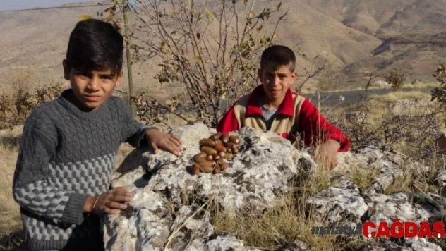 Doğunun kestanesi meşe palamudu toplanmaya başlandı