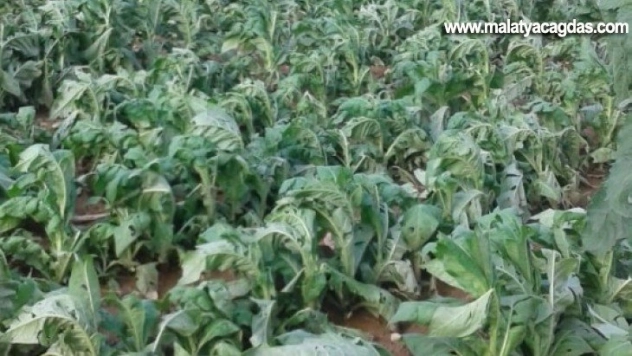 Dolu tütünlere zarar verdi